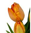 Tulipan nac charade - TULCHA1
