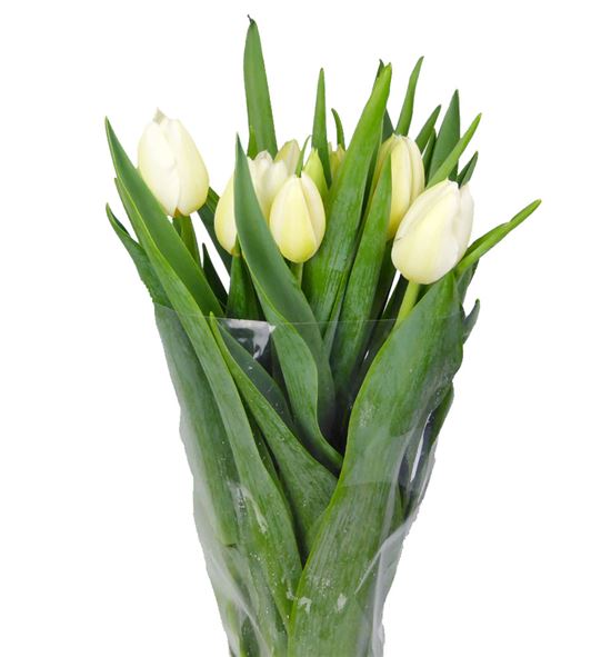 Tulipan nac orleans - TULORL