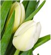 Tulipan nac orleans - TULORL1