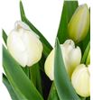Tulipan nac orleans - TULORL2