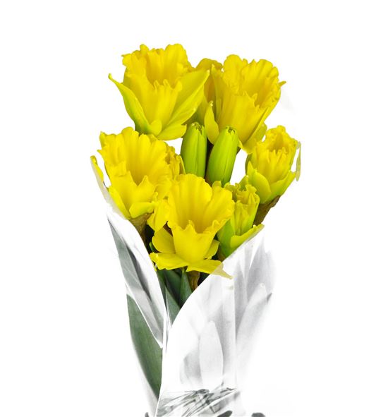 Narciso dutch master 52 - NARDUTMAS