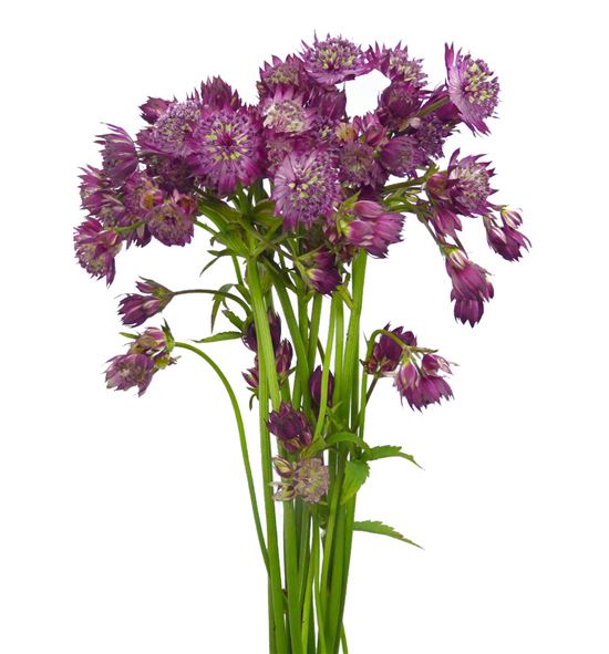 Astrantia major rosita 70 - ASTMAJ