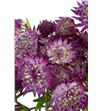 Astrantia major rosita 70 - ASTMAJ1