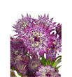 Astrantia major rosita 70 - ASTMAJ2