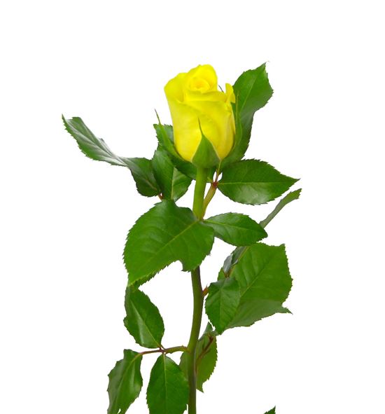 Rosa amarilla 50 - RAMA