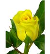 Rosa amarilla 50 - RAMA1
