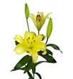 L.o. yelloween 1ª 2 flores - LOYEL