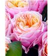 Rosa hol vuvuzela 70 - RGRVUV2