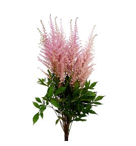 Astilbe erika 60 - ASTERI