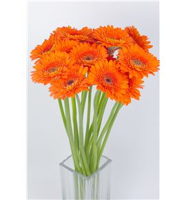 Gerb mini harley 50 - GERMHAR