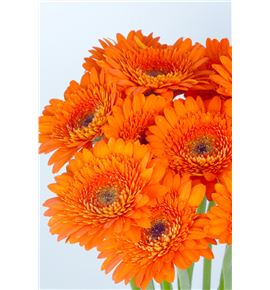 Gerb mini harley 50 - GERMHAR