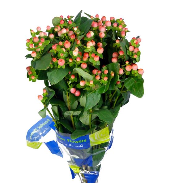 Hypericum magical pink giant 50 - HYPMAGPINGIA