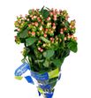 Hypericum magical pink giant 50 - HYPMAGPINGIA