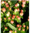 Hypericum magical pink giant 50 - HYPMAGPINGIA1