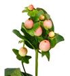 Hypericum magical pink giant 50 - HYPMAGPINGIA2