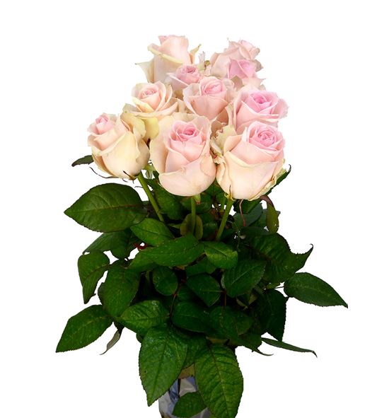 Rosa hol. lovely dolomiti 70 - RGRLOVDOL