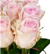 Rosa hol. lovely dolomiti 70 - RGRLOVDOL1