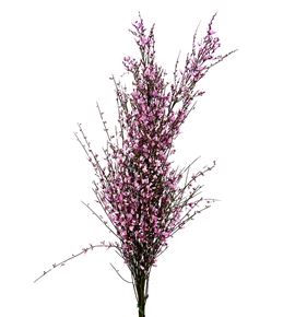 Genista teñida lila 65 - GENLIL