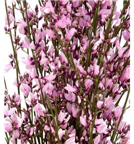 Genista teñida lila 65 - GENLIL