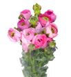 Ranunculo rosa 50 - RANROS