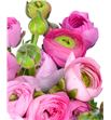Ranunculo rosa 50 - RANROS1