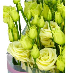 Lisianthus rosita yellow 75 - LISROSYEL