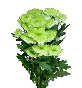 Marg hol zembla lime - MHZEMLIM