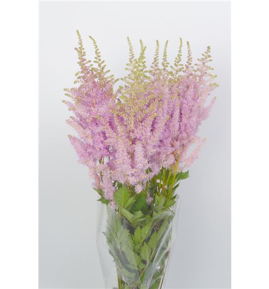 Astilbe ice cream 70 - ASTICECRE