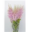 Astilbe ice cream 70 - ASTICECRE