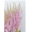 Astilbe ice cream 70 - ASTICECRE1