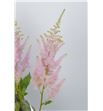 Astilbe ice cream 70 - ASTICECRE2