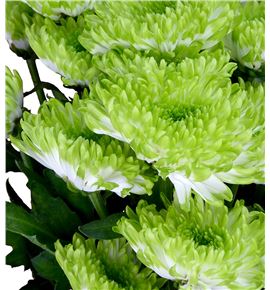 Marg hol zembla lime - MHZEMLIM