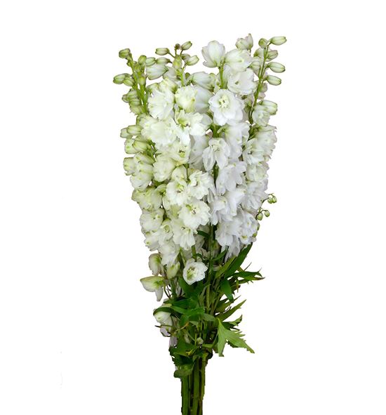 Delphinium guardian white 110 - DELGUAWHI