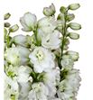 Delphinium guardian white 110 - DELGUAWHI1