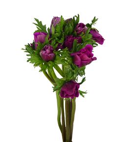 Anemona fucsia - ANEFUC