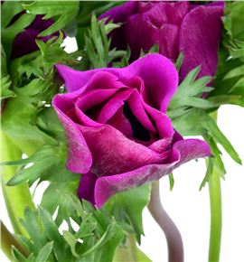 Anemona fucsia - ANEFUC