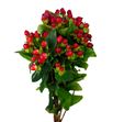 Hypericum magical triumph 50 - HYPMAGTRI