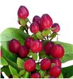 Hypericum magical triumph 50 - HYPMAGTRI1