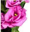 Lisianthus rosita rose 75 - LISROSROS2