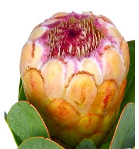 Protea grandicolor 60 - PROGRA
