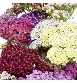Achilea mixta - ACHMIX