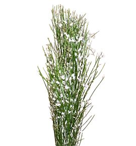 Genista blanca 65 - GENIBLA