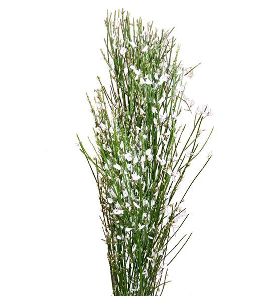 Genista blanca 65 - GENIBLA