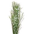 Genista blanca 65 - GENIBLA