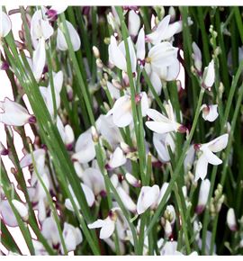 Genista blanca 65 - GENIBLA
