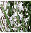Genista blanca 65 - GENIBLA1