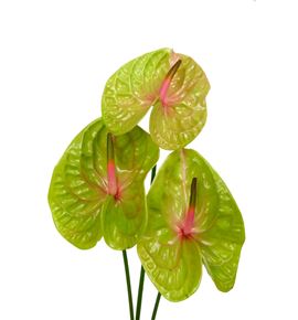 Anth pistache x16 - ANTPIS Anth pistache x16 - ANTPIS