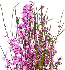 Genista teñida fucsia 65 - GENFUC