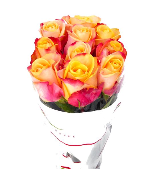 Rosa hol. pebbles 50 - RGRPEB