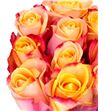 Rosa hol. pebbles 50 - RGRPEB1